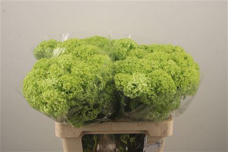 <h4>Viburnum Roseum St</h4>