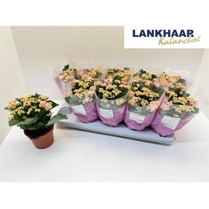 KALAN CALAN PERFECTA PINK P12