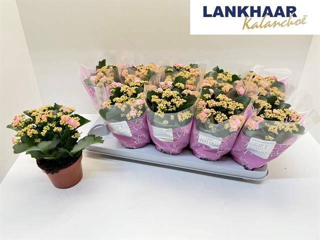 <h4>KALAN CALAN PERFECTA PINK P12</h4>