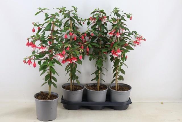 <h4>FUCHSIA OV</h4>