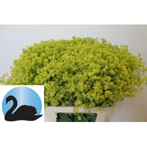 ALCHEM M ROBUSTICA