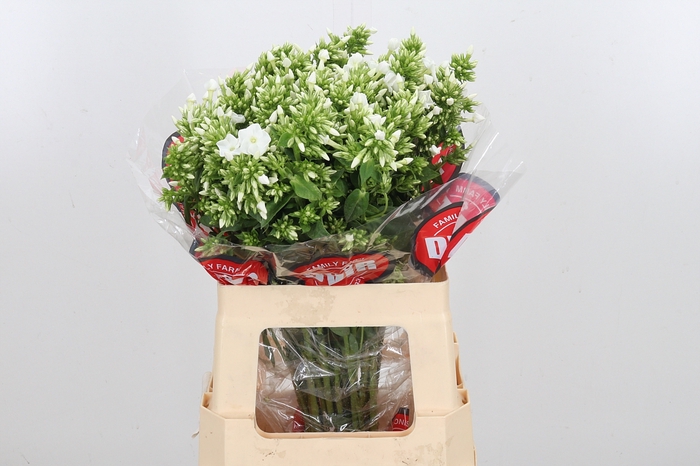 <h4>Phlox Icecap</h4>