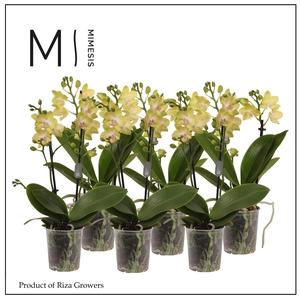Phalaenopsis Yellow 2 spike - 9cm | Mimesis