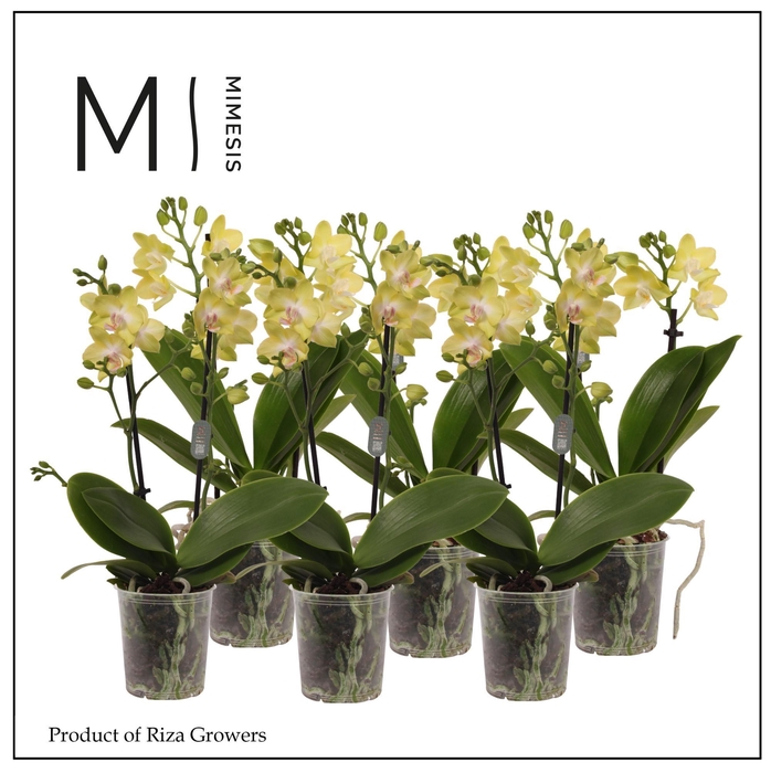 <h4>Phalaenopsis Yellow 2 spike - 9cm | Mimesis</h4>