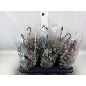 Ceropegia woodii ssp. woodii