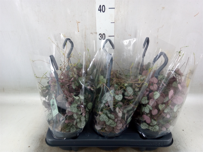 <h4>Ceropegia woodii ssp. woodii</h4>