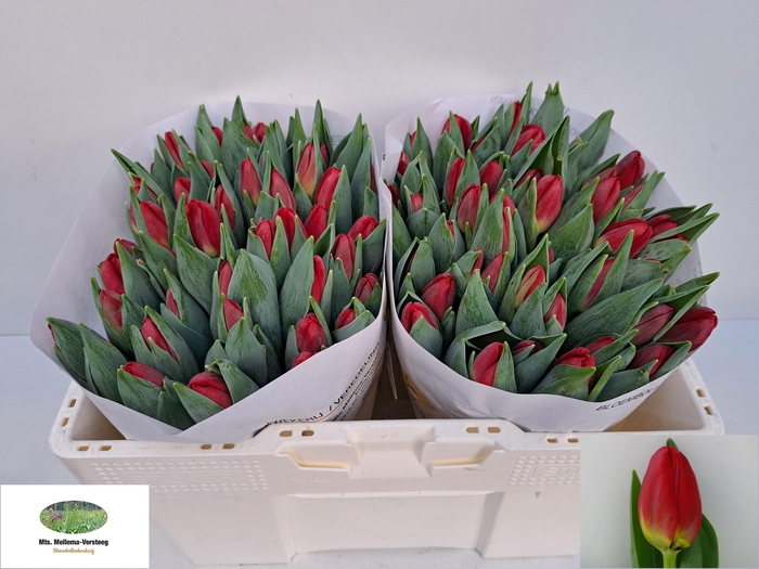 <h4>TU EN ANTARCTIC LOVE</h4>