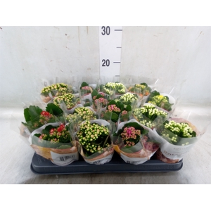 Kalanchoe blos. 'RoyalDon'   ..mix
