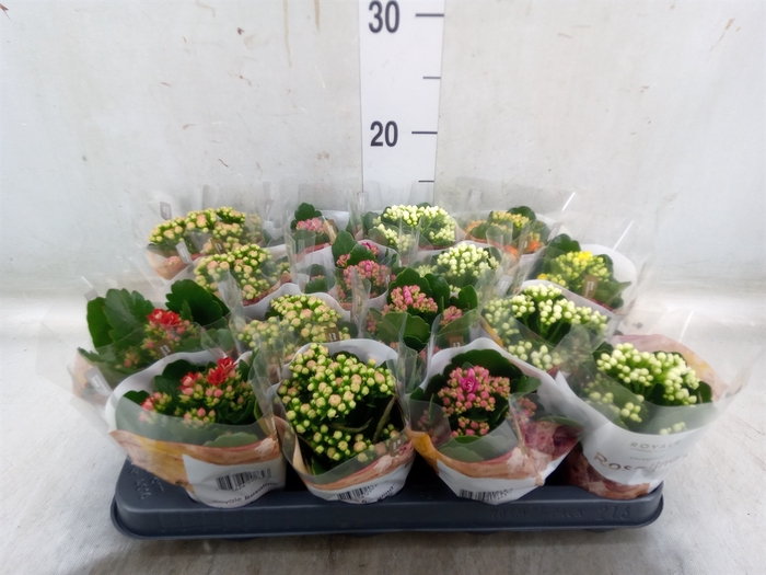 <h4>Kalanchoe blos. 'RoyalDon'   ..mix</h4>