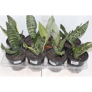 SANSEVIERIA VARIADO P15