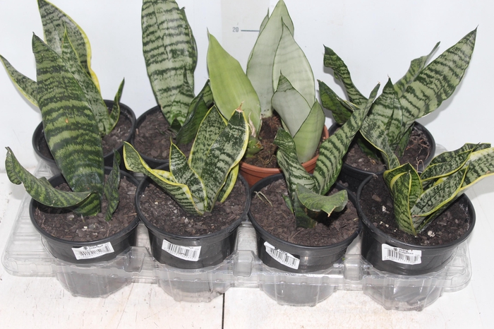 <h4>SANSEVIERIA VARIADO P15</h4>