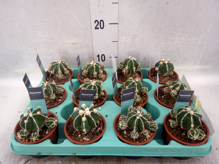 <h4>Astrophytum myriostigma</h4>