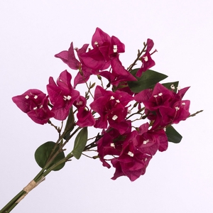 Bougainvillea Bundle Beauty BK770001BEA