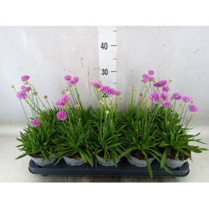 Armeria pseud.