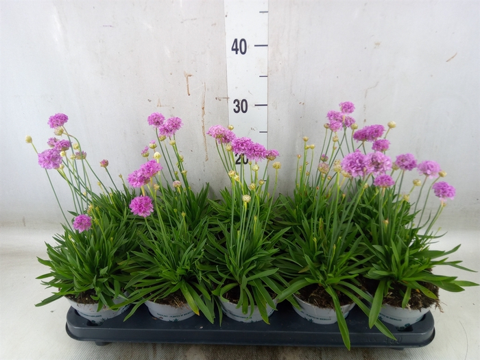 <h4>Armeria pseud.</h4>