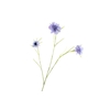 Centaurea Blue Light