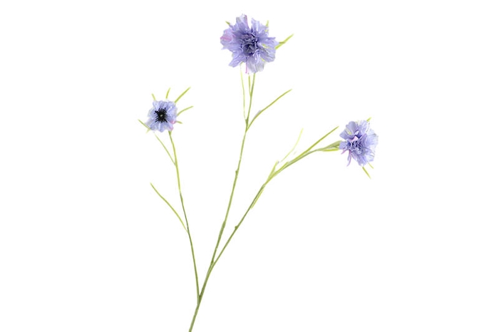 Centaurea Blue Light