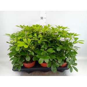 Schefflera arbor. 'Nora'