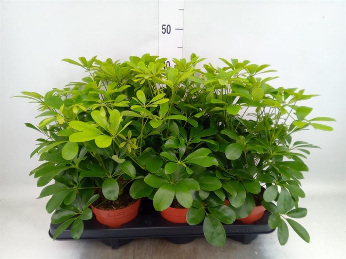 <h4>Schefflera arbor. 'Nora'</h4>