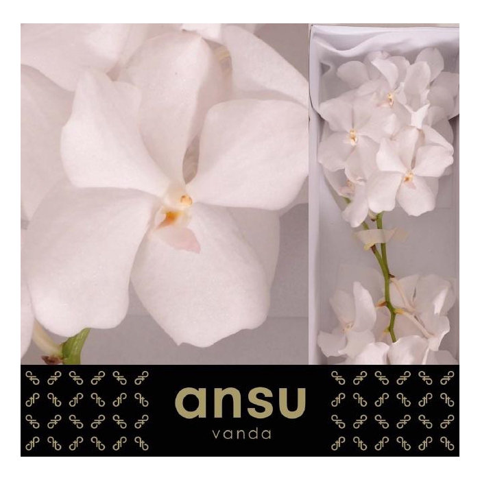 <h4>Vanda Kan Ansu No. 1</h4>