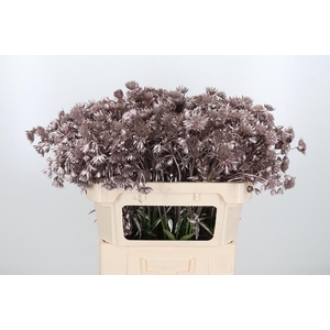 Astrantia Kl Bh Champagne