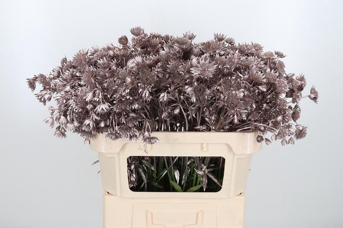 <h4>Astrantia Kl Bh Champagne</h4>