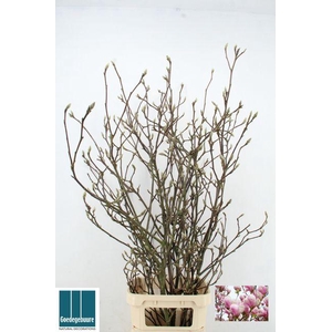 MAGNOLIA GRANDIFLORA X7