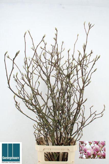 <h4>MAGNOLIA GRANDIFLORA X7</h4>