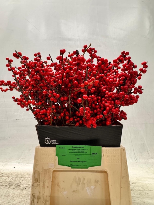 <h4>ILEX VE RODE BES</h4>