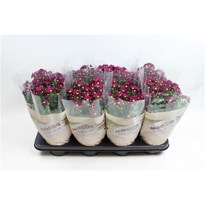 Chysanthemum Indicum Madiba Mauve
