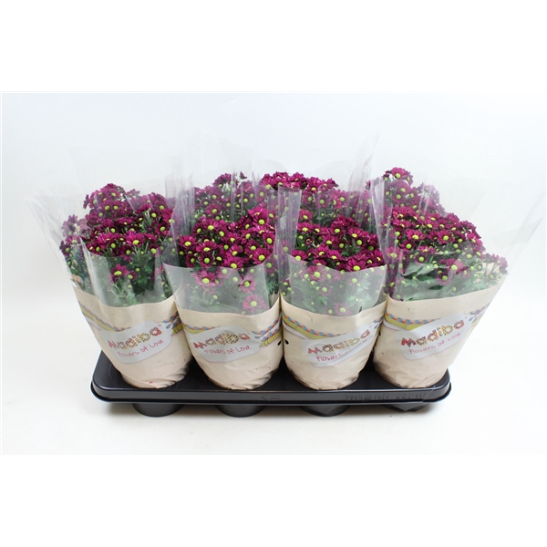 <h4>Chysanthemum Indicum Madiba Mauve</h4>