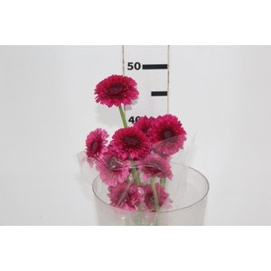 GERBERA BOLERO MONAMONA < 050 CM < 10 CM DIAM