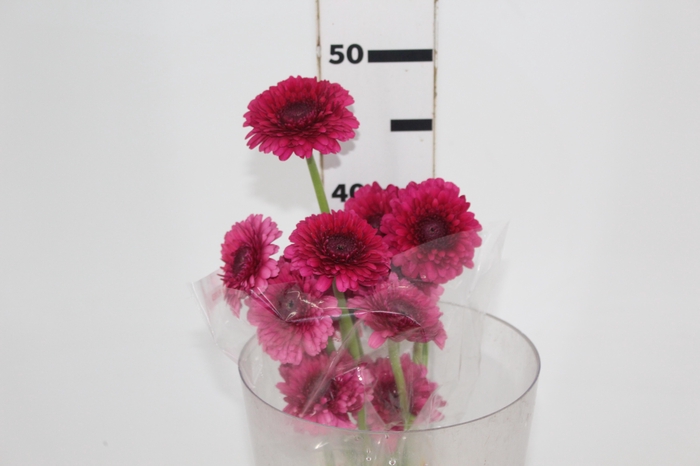<h4>GERBERA BOLERO MONAMONA < 050 CM < 10 CM DIAM</h4>