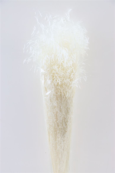 <h4>Dried Munni Grass Bleached Bunch</h4>