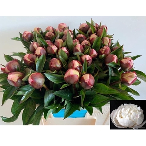 PAEO L GARDENIA