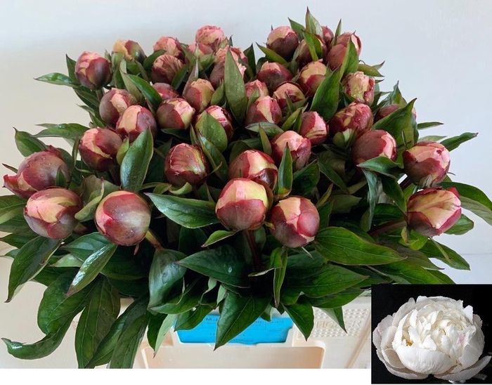 <h4>PAEO L GARDENIA</h4>