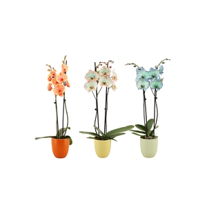 Hugo Colours Mix Phal I Am Special Mix 2T14+ (24 uur levertijd)