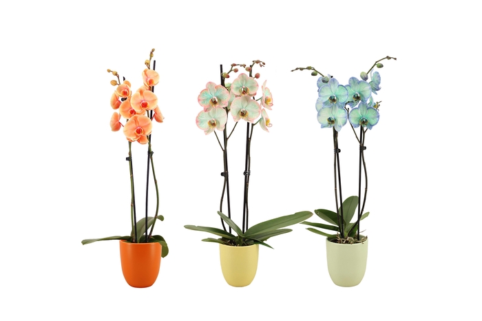 <h4>Hugo Colours Mix Phal I Am Special Mix 2T14+ (24 uur levertijd)</h4>