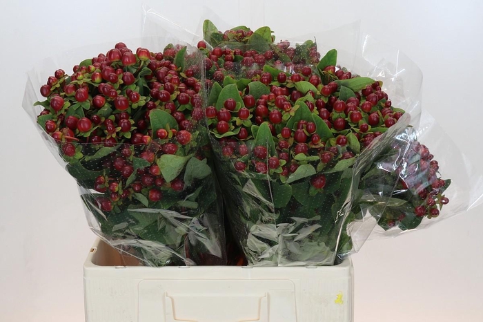 Hypericum Magical Seasons