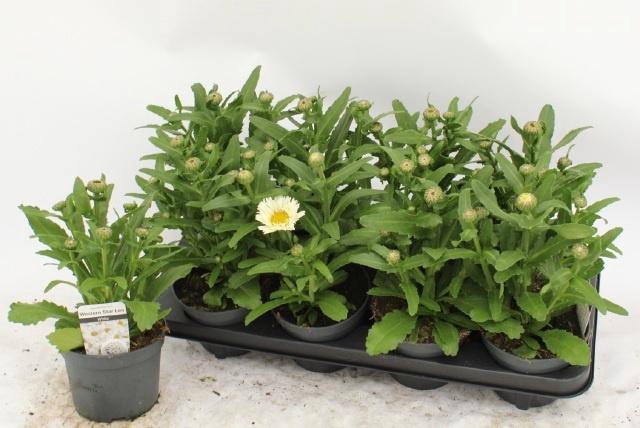 <h4>LEUC MAXIMUM</h4>