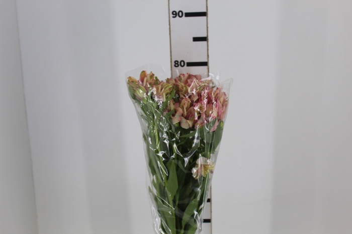 <h4>ALSTROEMERIA FANKE 080 CM</h4>