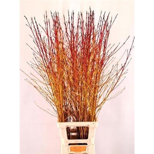 Cornus Sa Winter Beauty 120cm