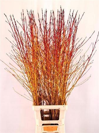 <h4>Cornus Sa Winter Beauty 120cm</h4>