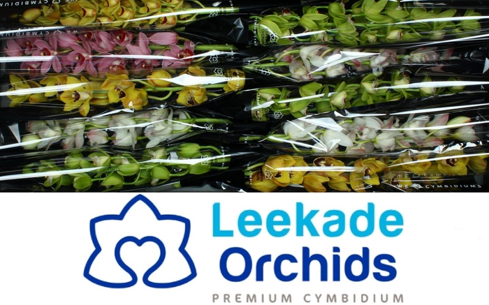 <h4>CYMB MI GEM</h4>