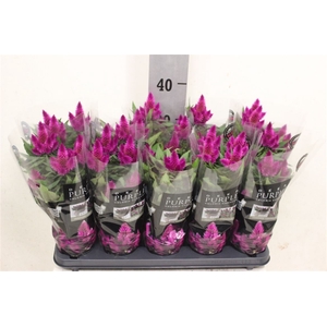 Celosia Merida Caracas Dark