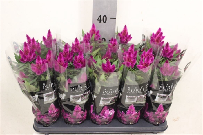 <h4>Celosia Merida Caracas Dark</h4>