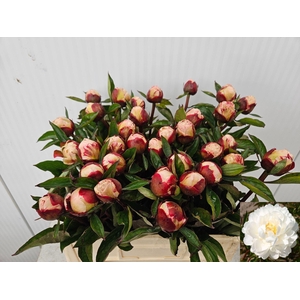 PAEONIA GARDENIA
