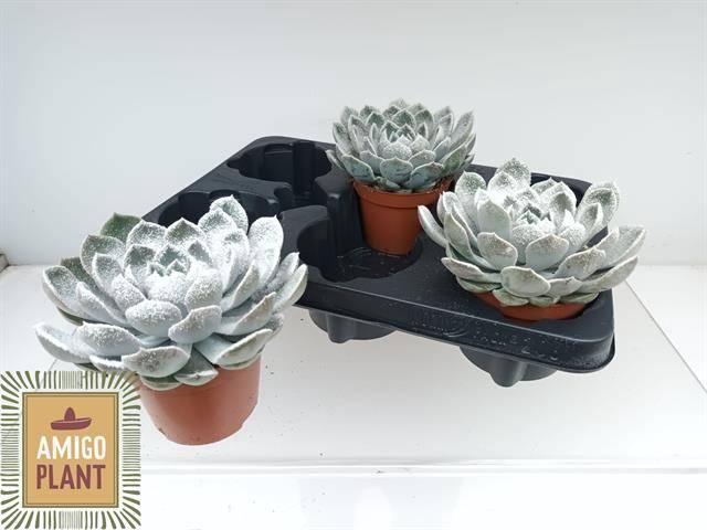 <h4>ECHEV GRANDE CINZA</h4>