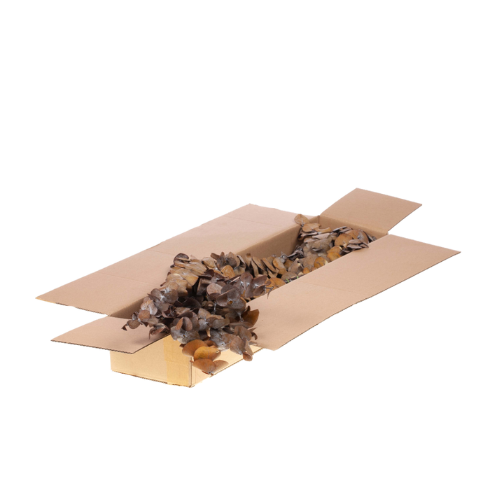 <h4>Eucalyptus True Blue Preserved A Yellow</h4>