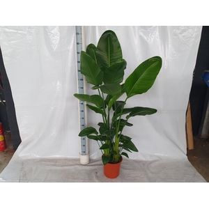STRELITZIA NICOLAI